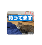 田代家の猫 日常（個別スタンプ：3）