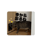 田代家の猫 日常（個別スタンプ：4）