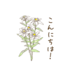 日常会話で使えるお花のスタンプ（個別スタンプ：3）