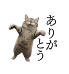 全力猫ミーム(よく使う言葉)（個別スタンプ：1）