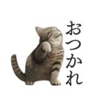 全力猫ミーム(よく使う言葉)（個別スタンプ：3）