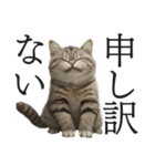 全力猫ミーム(よく使う言葉)（個別スタンプ：7）