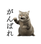 全力猫ミーム(よく使う言葉)（個別スタンプ：8）