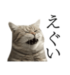 全力猫ミーム(よく使う言葉)（個別スタンプ：19）