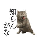 全力猫ミーム(よく使う言葉)（個別スタンプ：20）