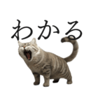 全力猫ミーム(よく使う言葉)（個別スタンプ：22）