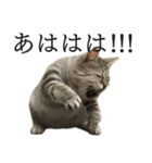 全力猫ミーム(よく使う言葉)（個別スタンプ：23）