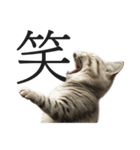 全力猫ミーム(よく使う言葉)（個別スタンプ：24）