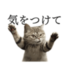 全力猫ミーム(よく使う言葉)（個別スタンプ：26）