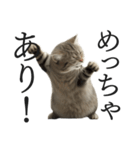 全力猫ミーム(よく使う言葉)（個別スタンプ：30）