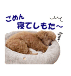 トイプードルのモコちゃん【関西弁】犬（個別スタンプ：28）