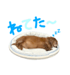 てしまのいぬのすたんぷ（個別スタンプ：4）