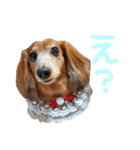 てしまのいぬのすたんぷ（個別スタンプ：6）