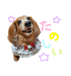 てしまのいぬのすたんぷ（個別スタンプ：7）