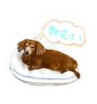 てしまのいぬのすたんぷ（個別スタンプ：12）