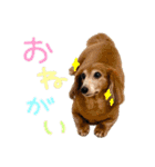 てしまのいぬのすたんぷ（個別スタンプ：13）