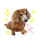 てしまのいぬのすたんぷ（個別スタンプ：16）