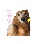 てしまのいぬのすたんぷ（個別スタンプ：19）