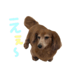 てしまのいぬのすたんぷ（個別スタンプ：20）