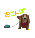 てしまのいぬのすたんぷ（個別スタンプ：21）