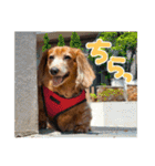 てしまのいぬのすたんぷ（個別スタンプ：22）
