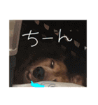てしまのいぬのすたんぷ（個別スタンプ：23）