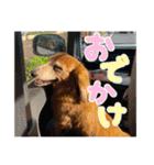 てしまのいぬのすたんぷ（個別スタンプ：28）