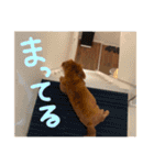 てしまのいぬのすたんぷ（個別スタンプ：29）