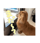 てしまのいぬのすたんぷ（個別スタンプ：31）