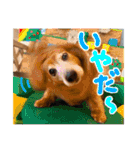 てしまのいぬのすたんぷ（個別スタンプ：32）