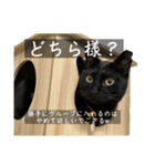 うちの猫達の使い道の無いスタンプ（個別スタンプ：16）