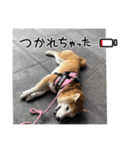 柴犬さくら❤️スタンプ2（個別スタンプ：3）