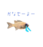 魚、だーいすき（個別スタンプ：2）