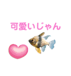 魚、だーいすき（個別スタンプ：21）