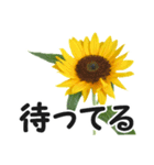 *花*ひまわり（個別スタンプ：1）