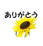 *花*ひまわり（個別スタンプ：2）