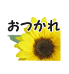 *花*ひまわり（個別スタンプ：3）