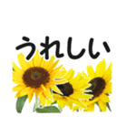 *花*ひまわり（個別スタンプ：14）