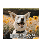 //架空犬映画//（個別スタンプ：1）