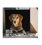 //架空犬映画//（個別スタンプ：8）