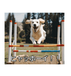 //架空犬映画//（個別スタンプ：15）