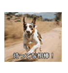 //架空犬映画//（個別スタンプ：16）