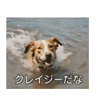 //架空犬映画//（個別スタンプ：20）