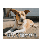 //架空犬映画//（個別スタンプ：38）