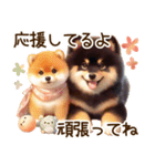 柴犬の日常♡スイーツ三昧（個別スタンプ：37）