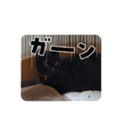 猫は猫である（個別スタンプ：1）