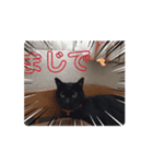 猫は猫である（個別スタンプ：2）