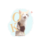 野良猫にゃんにゃんにゃん（個別スタンプ：1）