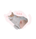 野良猫にゃんにゃんにゃん（個別スタンプ：2）