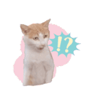 野良猫にゃんにゃんにゃん（個別スタンプ：3）